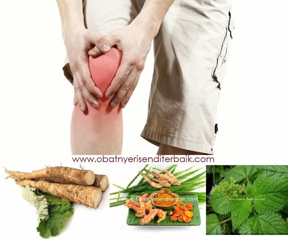 3 Tumbuhan Herbal Yang Baik Untuk Nyeri Lutut